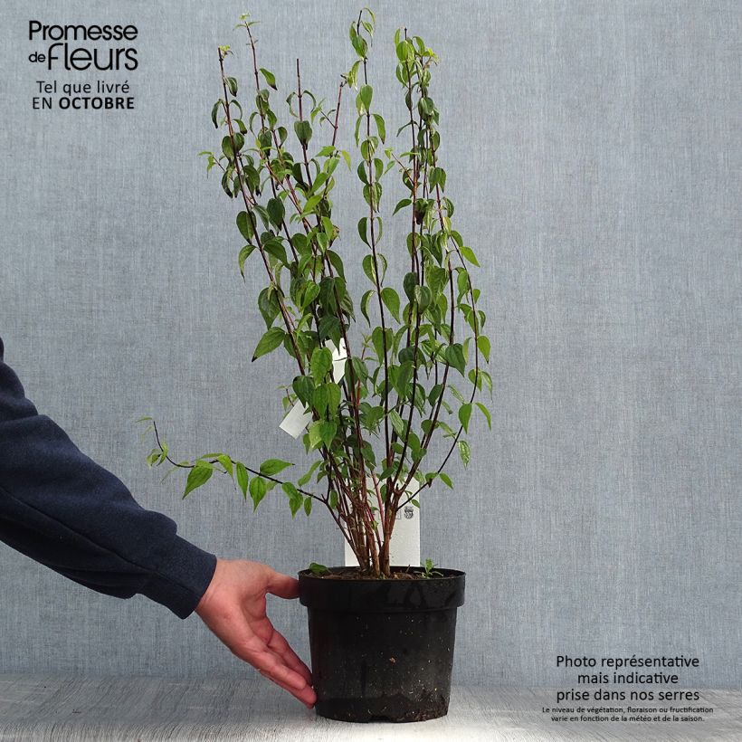 Philadelphus Dame Blanche - Seringat Pot de 3L/4L sample as delivered in autumn