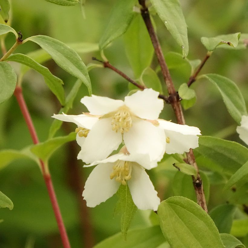 Philadelphus Dame Blanche - Mock Orange (Flowering)