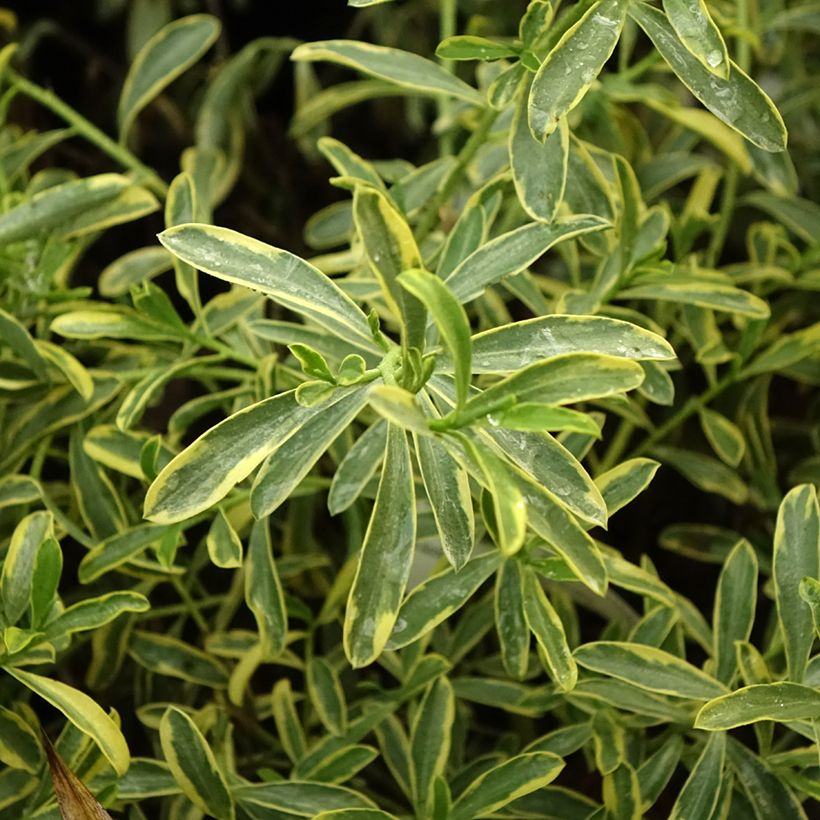 Eriostemon myoporoides GOLD TOUCH (Foliage)