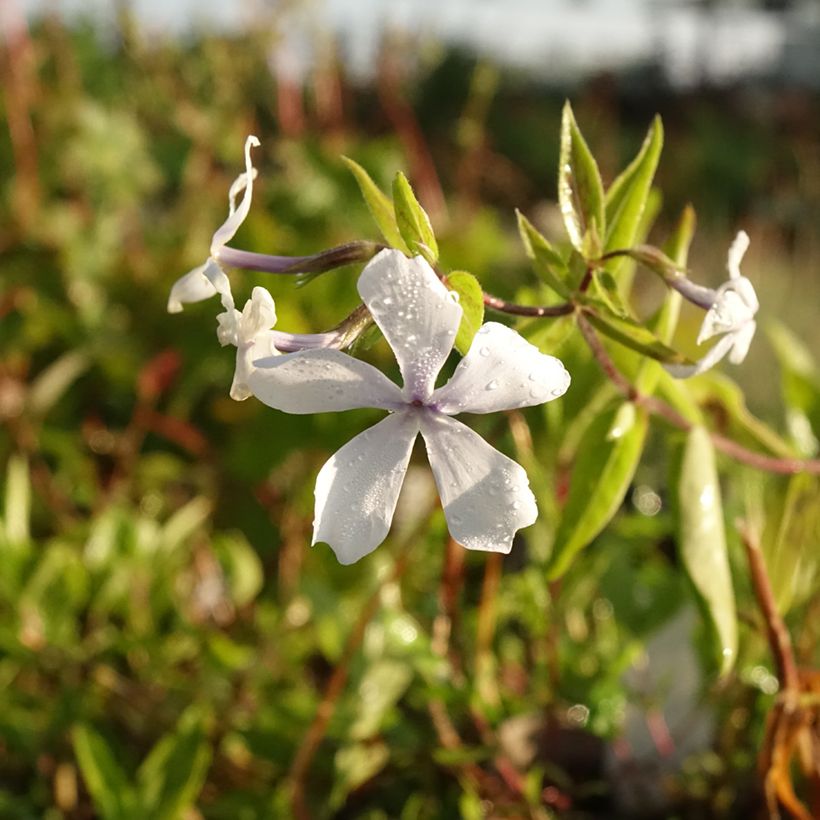 Phlox divaricata White Perfume (Flowering)