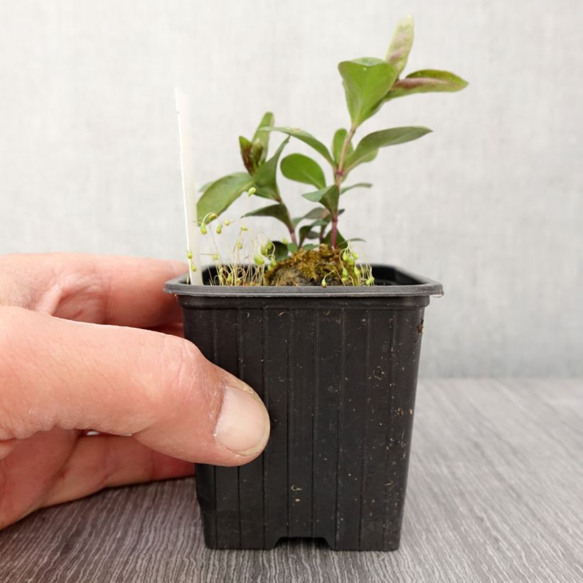 Phlox paniculata Butonik sample as delivered in spring