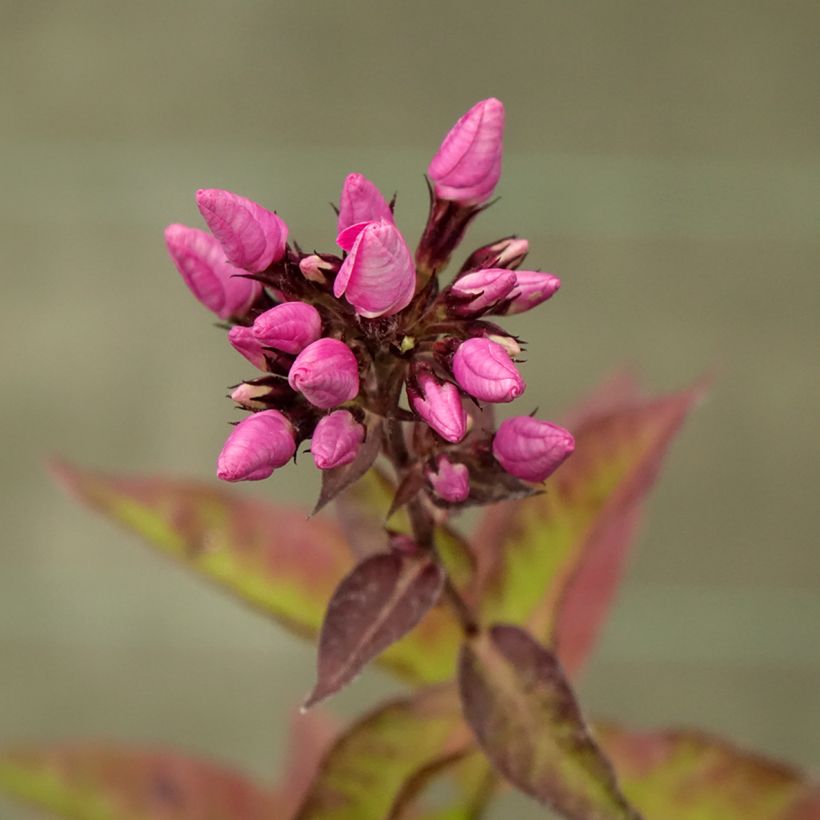 Phlox paniculata Butonik (Flowering)