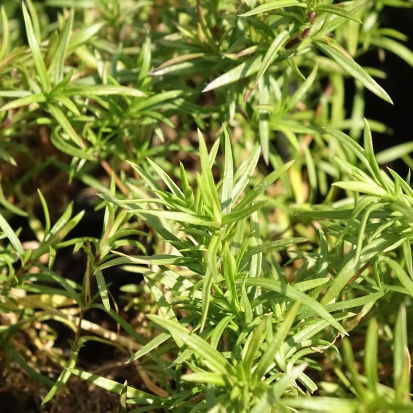 Phlox subulata Purple Beauty (Foliage)