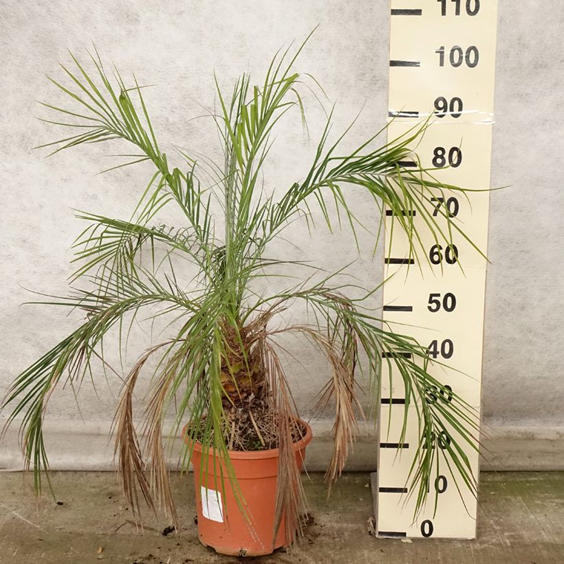 Phoenix roebelinii - palmier dattier nain en pot de 7.5L/10L sample as delivered in autumn