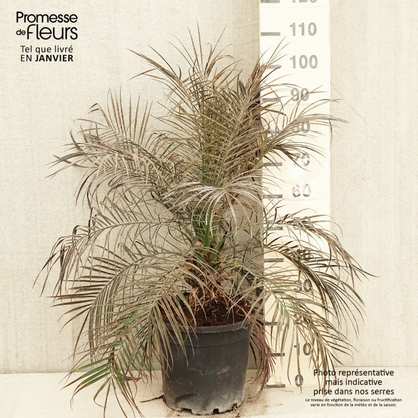 Phoenix roebelinii - palmier dattier nain Pot de 20L/25L sample as delivered in winter