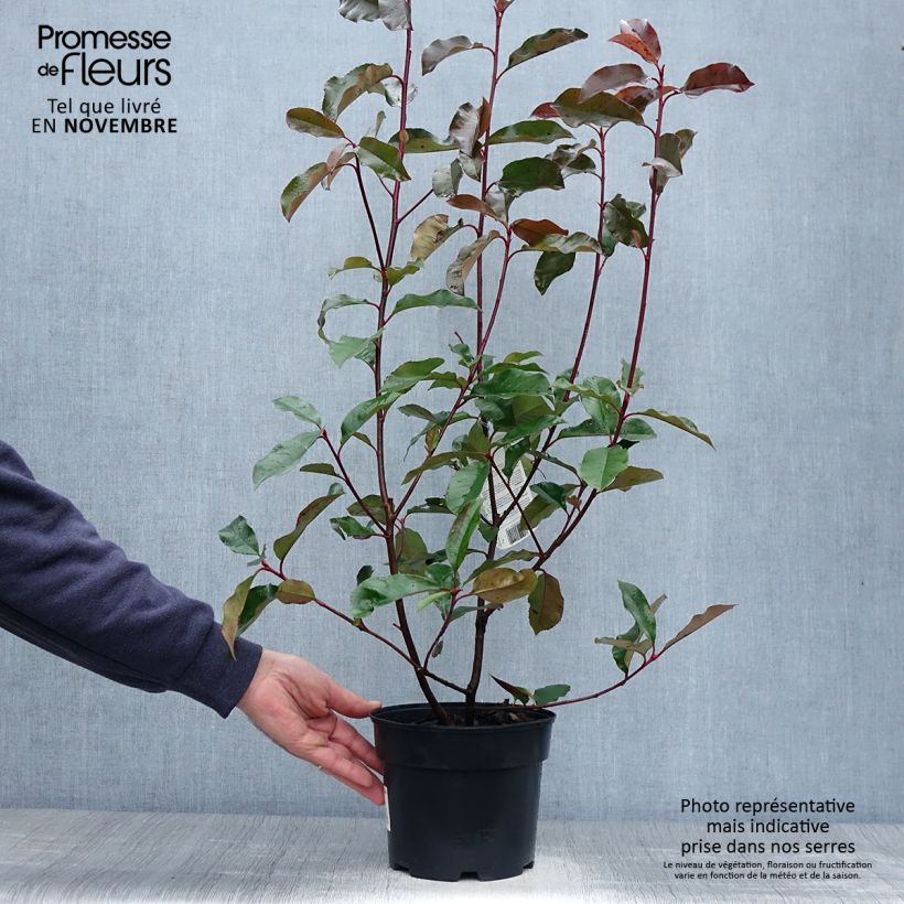 Photinia fraseri Camilvy 50cm en pot de 2L/3L sample as delivered in autumn