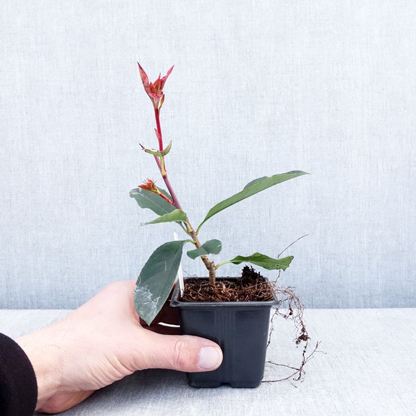 Photinia fraseri Camilvy - Christmas Berry 8/9 cm potShipped height around 10/15cm sample as delivered in winter