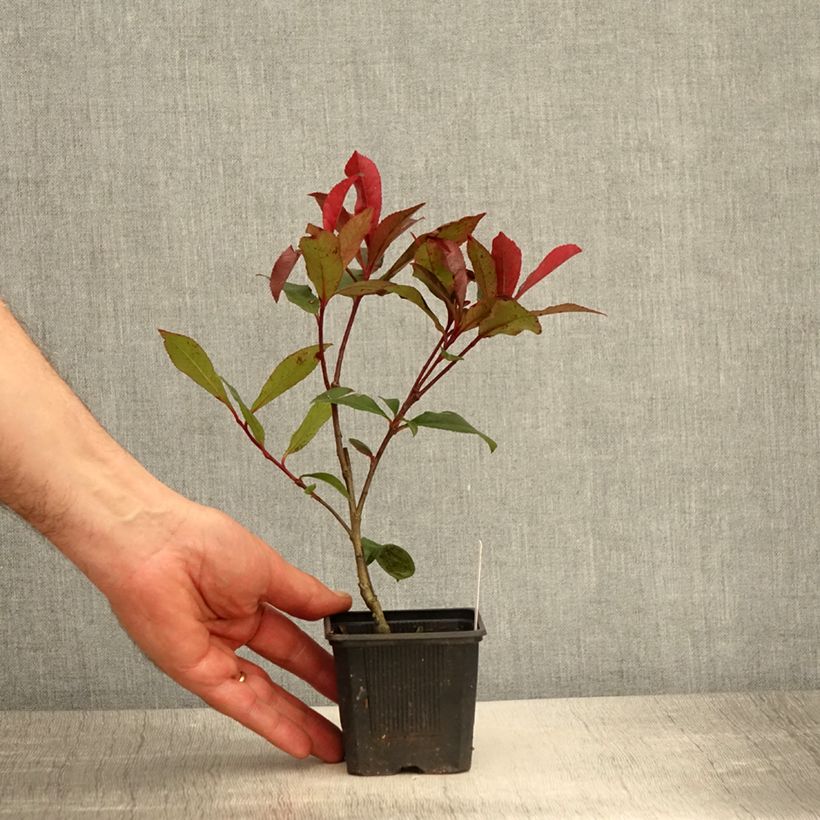 Photinia x fraseri 'Carré Rouge' 8/9 cm pot sample as delivered in spring