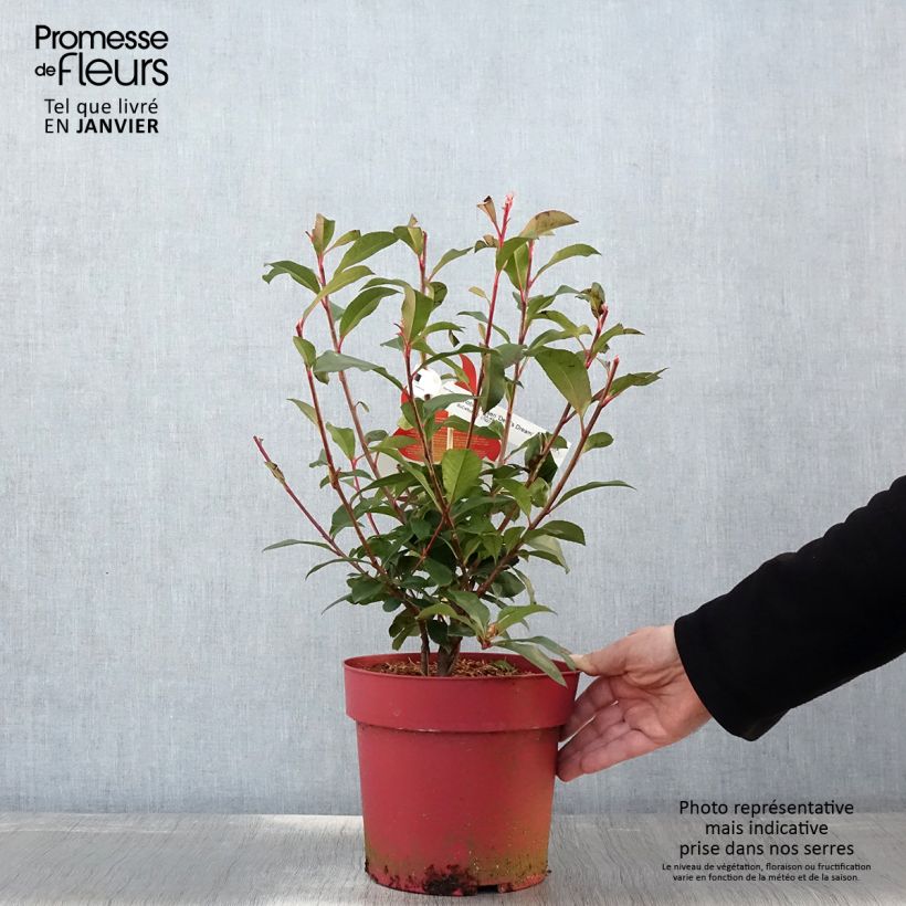 Photinia fraseri Devil's Dream Pot de 3L/4L sample as delivered in winter