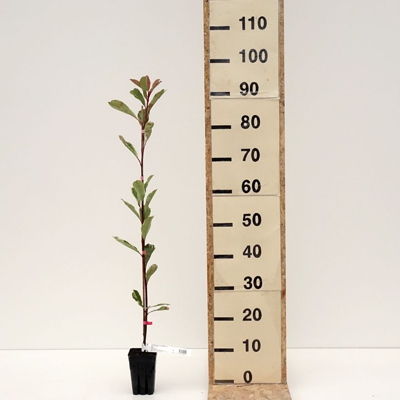 Photinia fraseri Pink Marble - Christmas Berry 1L/1.5L potShipped height around 120cm sample as delivered in winter