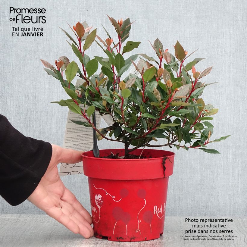 Photinia fraseri Red Ballcoon - Pot de 2L/3L sample as delivered in winter