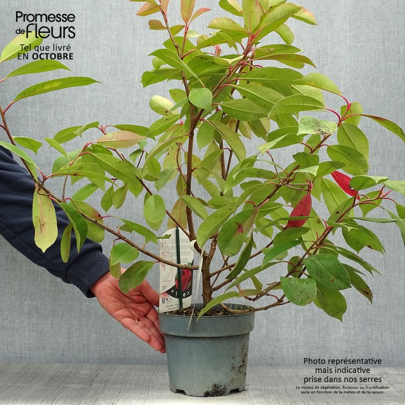 Photinia fraseri Red Light Pot de 3L/4L sample as delivered in autumn