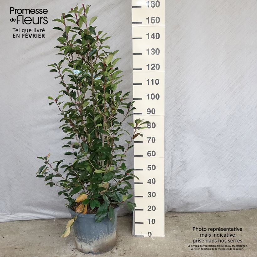 Photinia fraseri Red Robin 100/125cm en pot de 12L sample as delivered in winter