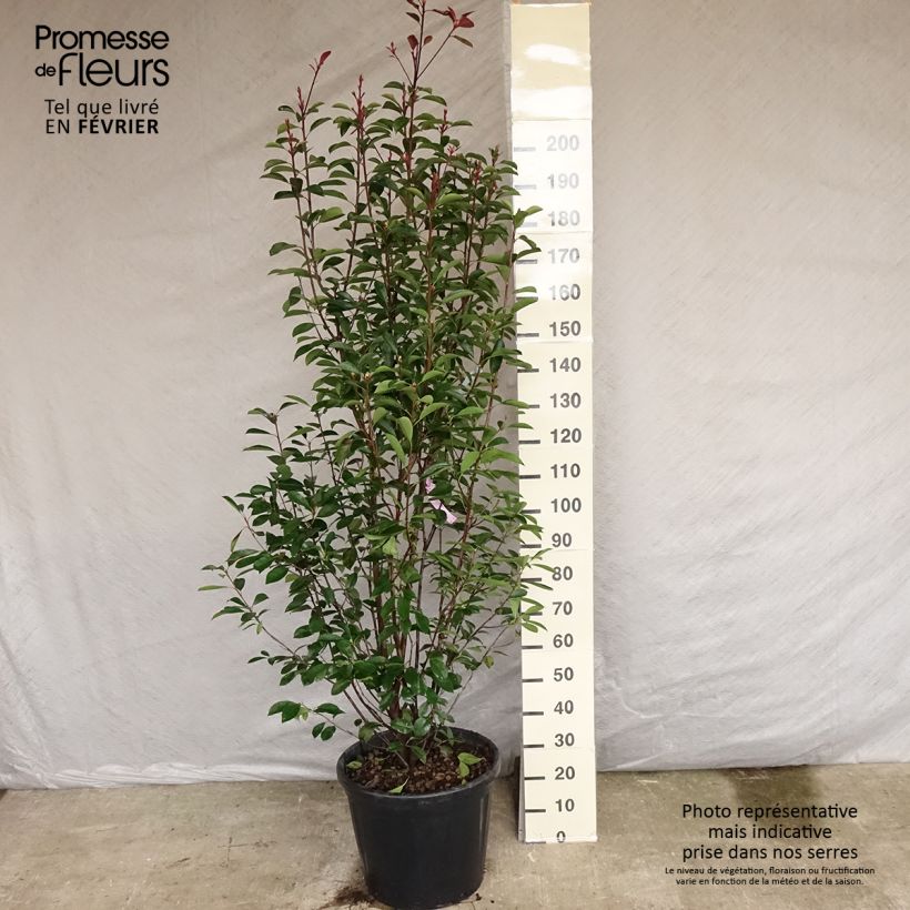 Photinia fraseri Red Robin 150/175cm en pot de 20/25L sample as delivered in winter