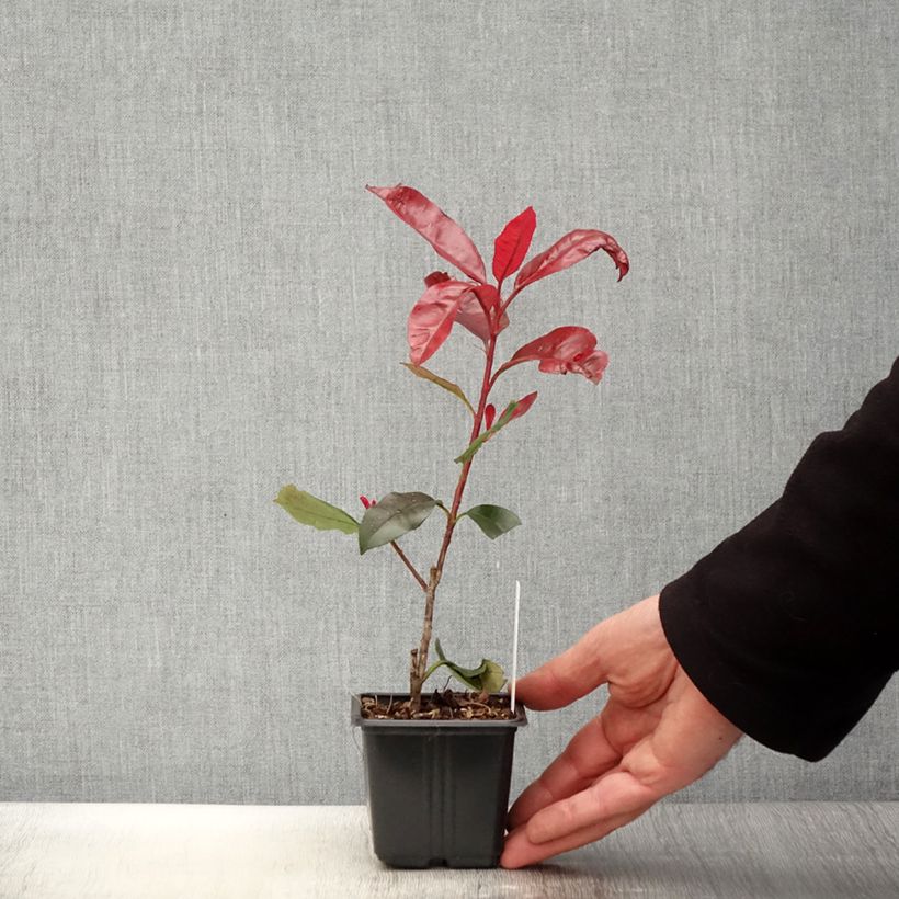 Photinia  fraseri Red Robin Blood - Christmas Berry 8/9 cm potShipped height around 10/15cm sample as delivered in spring