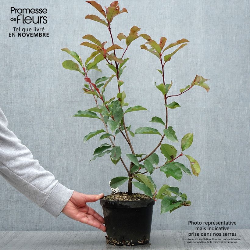 Photinia fraseri Red Select - Pot de 3L/4L - sample as delivered in autumn