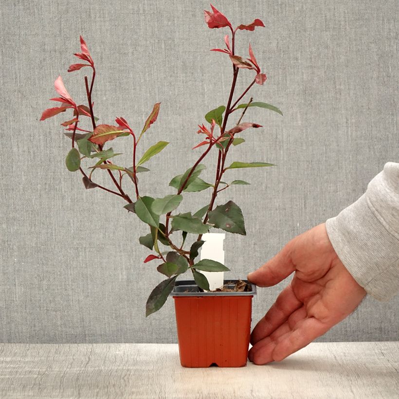 Photinia Little Red Robin - Godet de 8/9 cm sample as delivered in spring