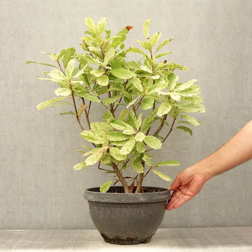 Photinia serratifolia Pink Crispy en pot de 7L sample as delivered in summer