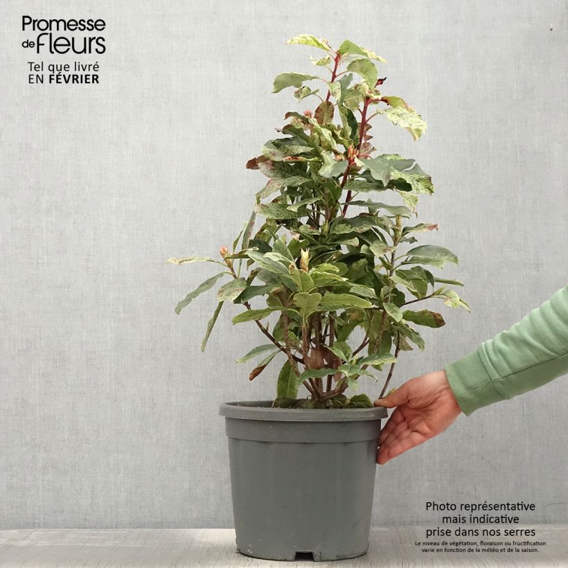 Photinia serratifolia Pink Crispy en pot de 10L sample as delivered in winter