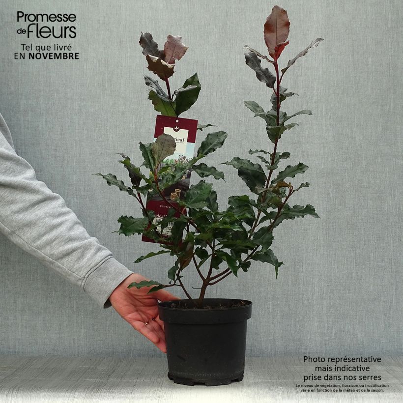 Photinia x fraseri Magical Volcano en pot de 2L/3L sample as delivered in autumn