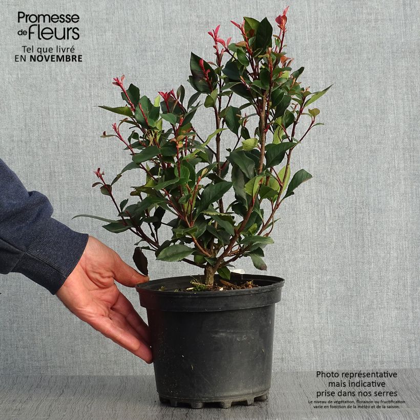 Photinia x fraseri Nana pot 2L./3L. - Photinia nain sample as delivered in autumn