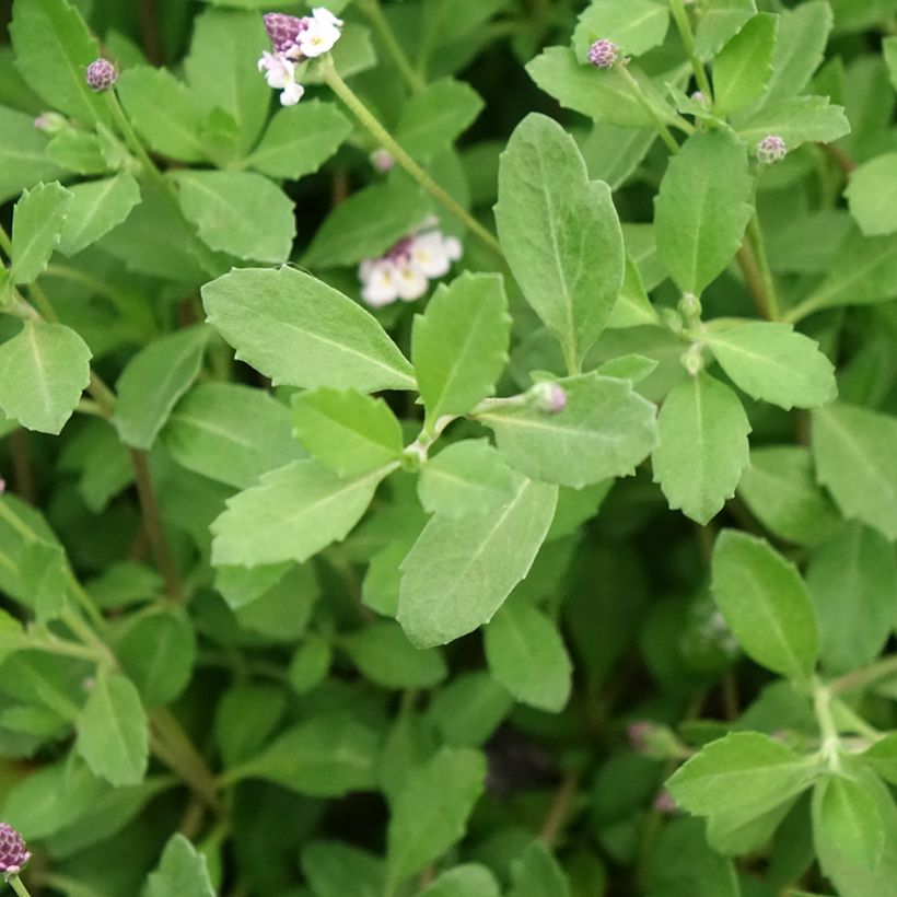 Phyla nodiflora var. canescens - Capeweed (Foliage)