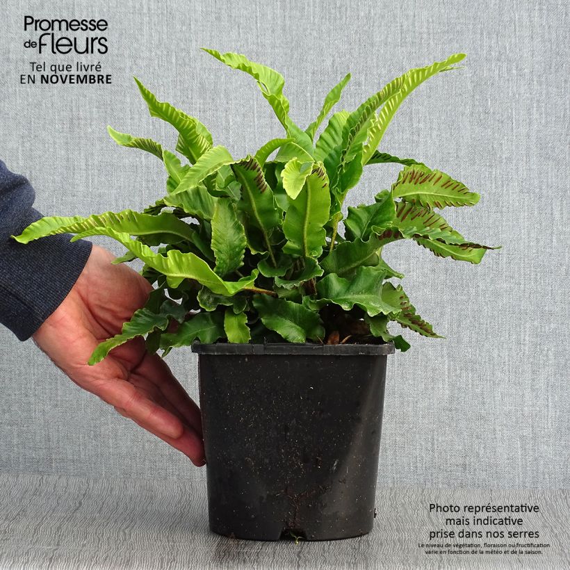 Phyllitis scolopendrium - Fougère Scolopendre - Pot de 2L/3L sample as delivered in autumn