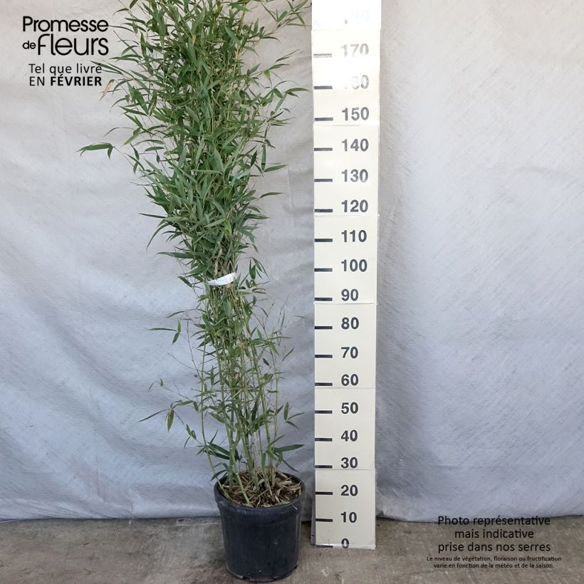 Phyllostachys aurea Holochrysa - Bambou doré Pot de 12L/15L sample as delivered in winter