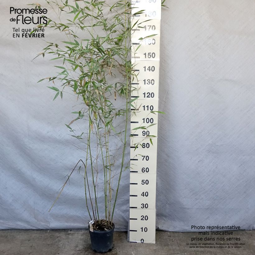 Phyllostachys glauca - Bambou moyen Pot de 4/5L sample as delivered in winter