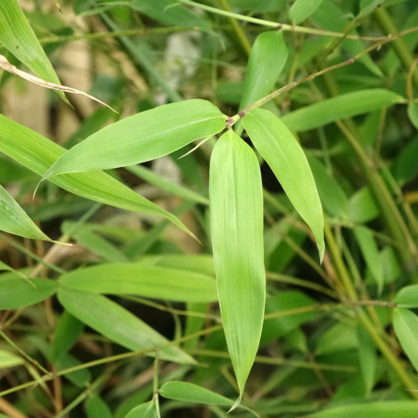 Phyllostachys glauca - Blue Bamboo (Foliage)