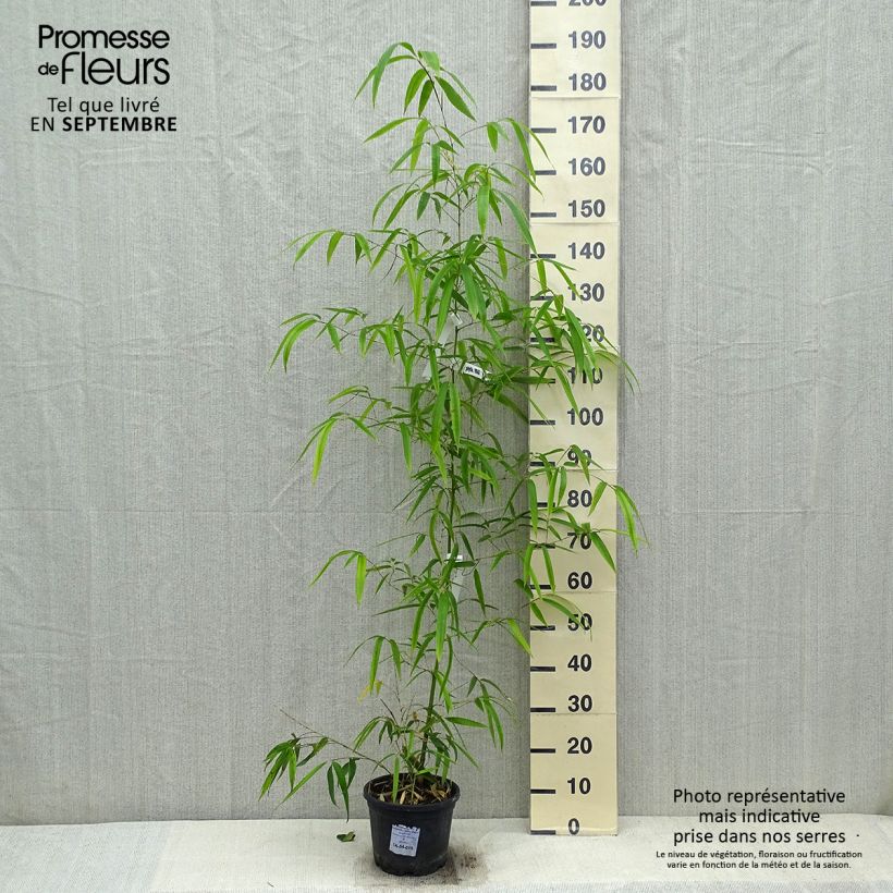 Phyllostachys vivax Huangwenzhu - Bambou géant en pot de 5L  sample as delivered in autumn