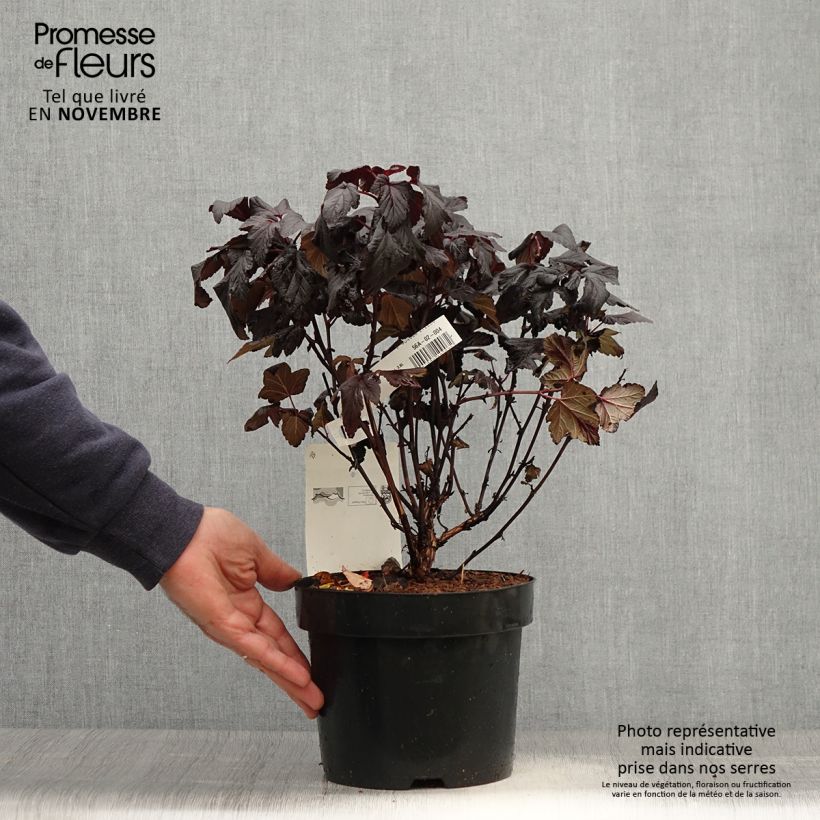 Physocarpe à feuilles d'Obier - Physocarpus opulifolius Rubella Pot de 2L/3L sample as delivered in autumn