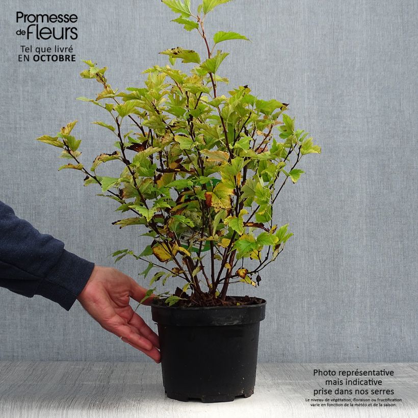 Physocarpus Dart s Gold 40/50cm en pot de 3.5L - Physocarpe sample as delivered in autumn