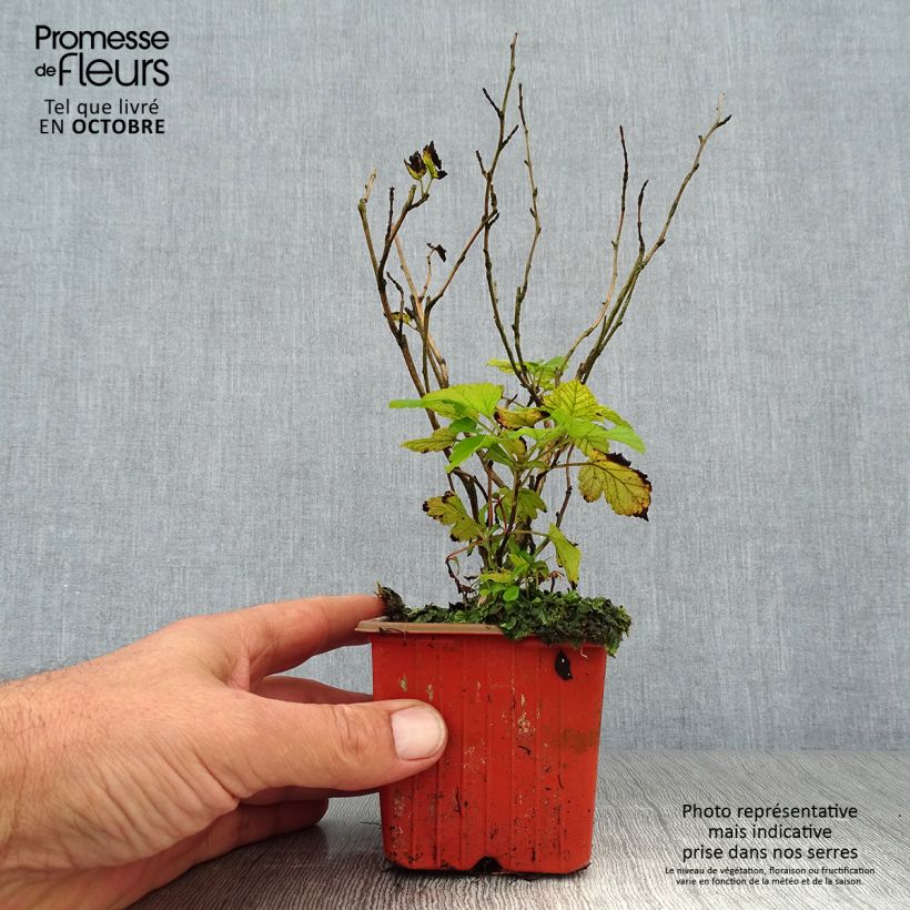 Physocarpus Dart s Gold en godet de 9cm- Physocarpe sample as delivered in autumn