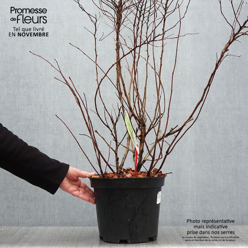 Physocarpus Dart s Gold livré en pot de 7,5L/10L sample as delivered in autumn