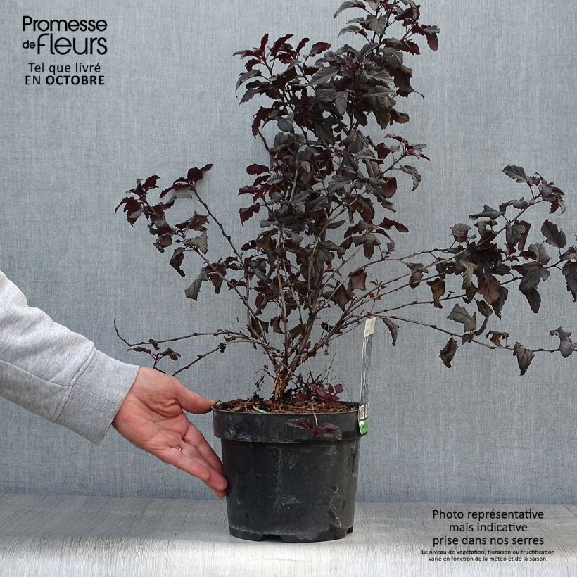 Physocarpus opulifolius All Black - Physocarpe noir en pot de 3/4L sample as delivered in autumn