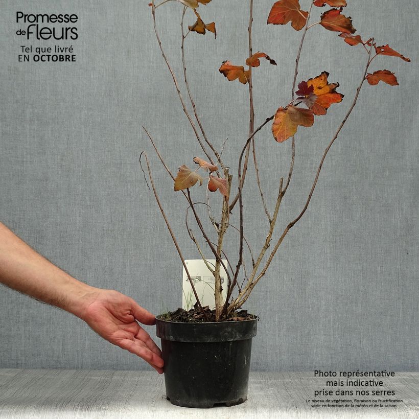 Physocarpus opulifolius Amber Jubilee 40cm en pot de 3.5L. sample as delivered in autumn