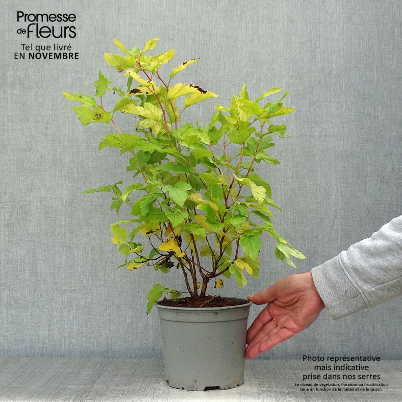 Physocarpus opulifolius Angel Gold en pot de 3/4L sample as delivered in autumn