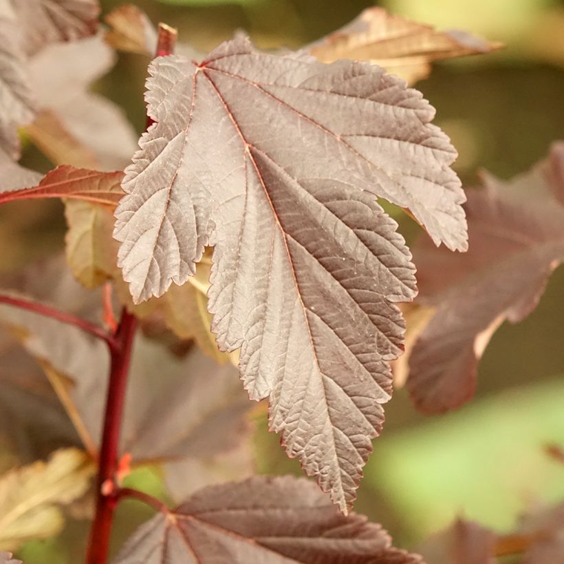 Physocarpus opulifolius Diabolo - Ninebark (Foliage)