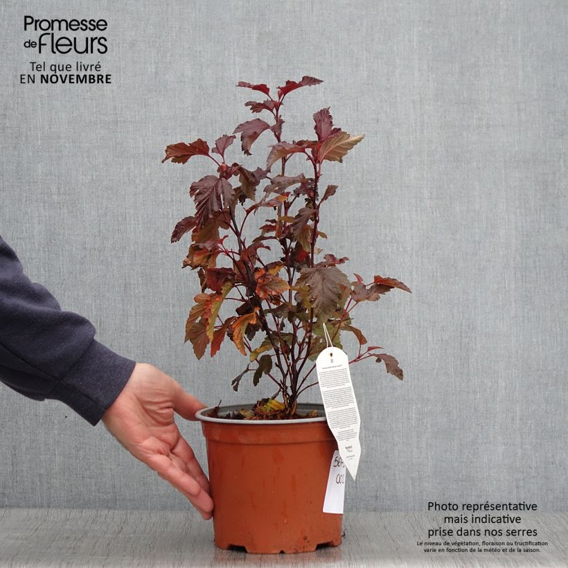 Physocarpus opulifolius Little Angel - Physocarpe Pot de 2L/3L sample as delivered in autumn