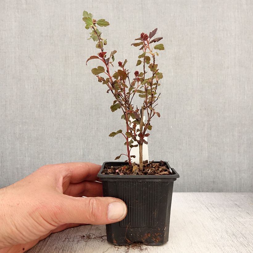 Physocarpus opulifolius Little Joker - Ninebark 8/9 cm pot sample as delivered in spring