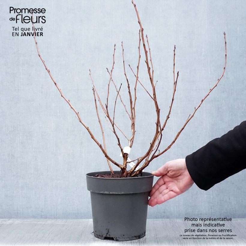 Physocarpus opulifolius Magic Ball - Physocarpe Pot de 3L/4L sample as delivered in winter