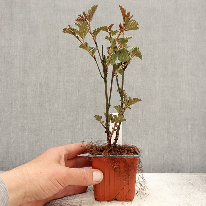 Physocarpus opulifolius Red Baron - Ninebark 8/9 cm pot sample as delivered in spring