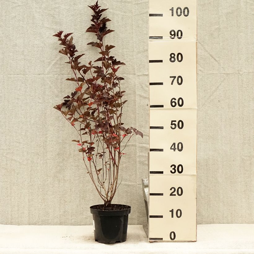 Physocarpus opulifolius Red Baron - Ninebark 2L/3L potShipped height around 30/40cm sample as delivered in summer