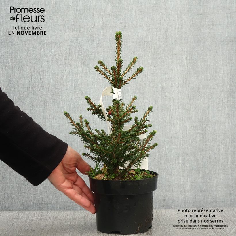 Picea abies Will's Zwerg - Épicéa commun en pot de 2L/3L sample as delivered in autumn