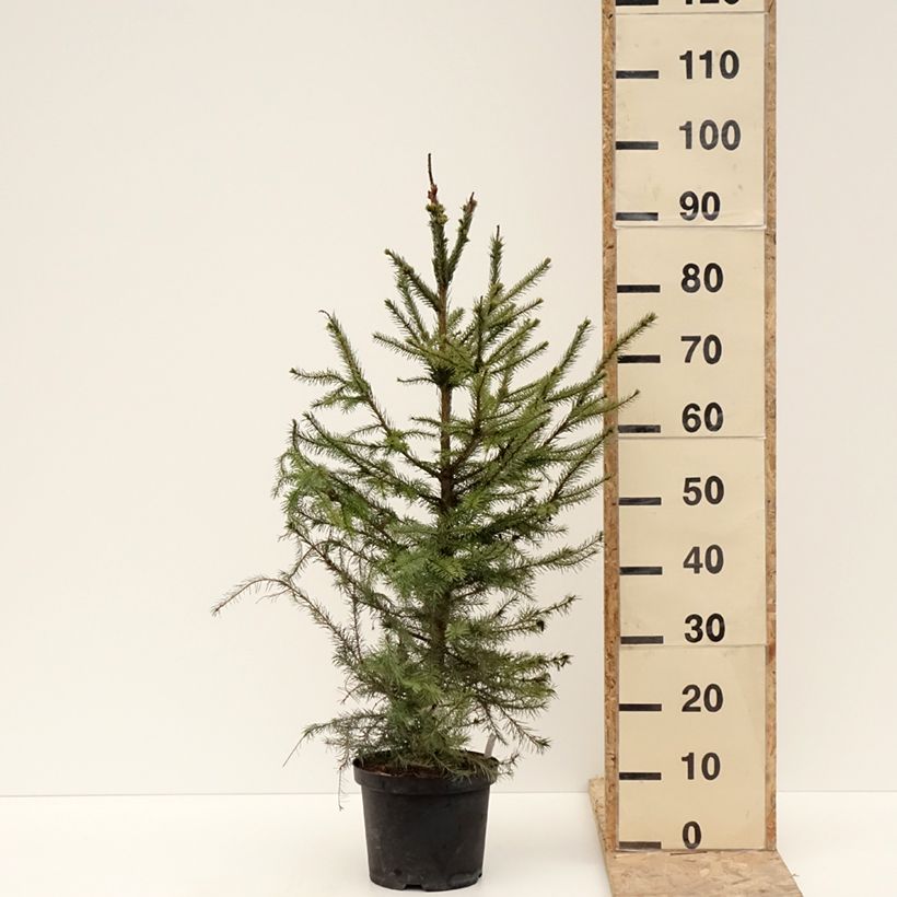 Picea omorika - Serbian Spruce 3L/4L potShipped height around 50/60cm sample as delivered in winter