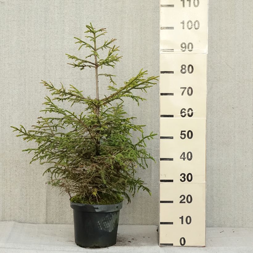 Picea orientalis Aureospicata - Sapinette d'Orient Pot de 7,5L sample as delivered in autumn