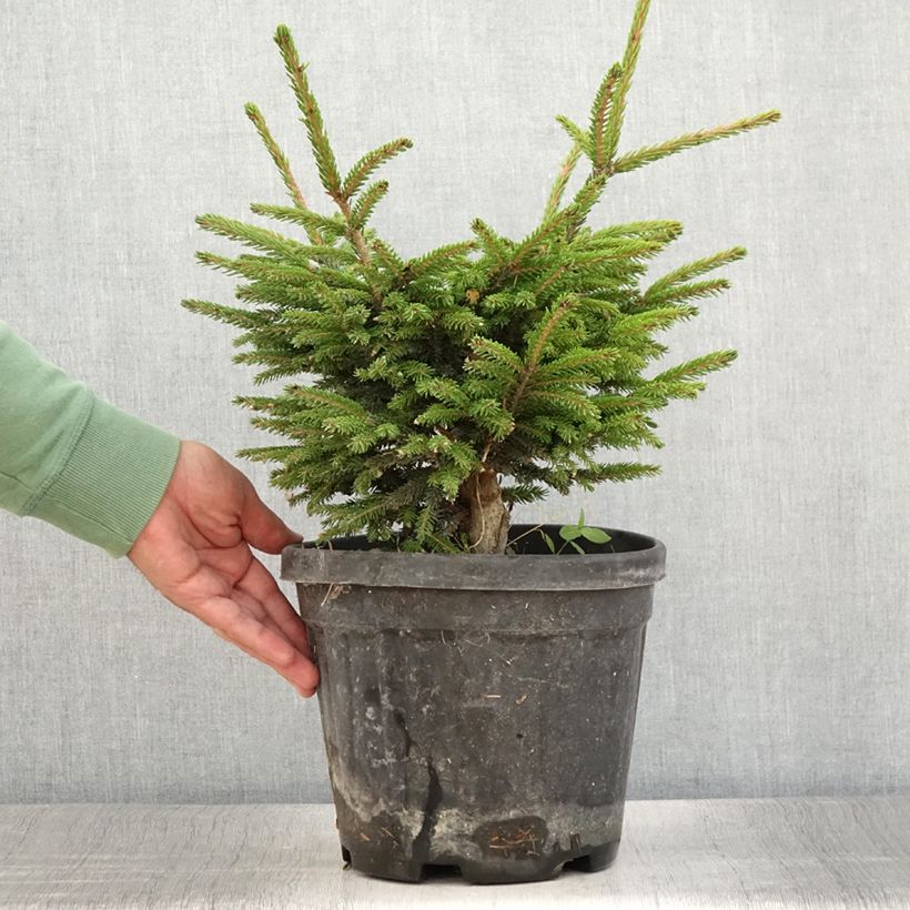 Picea orientalis Barnes - Sapinette d'Orient Pot de 3L/4L sample as delivered in summer