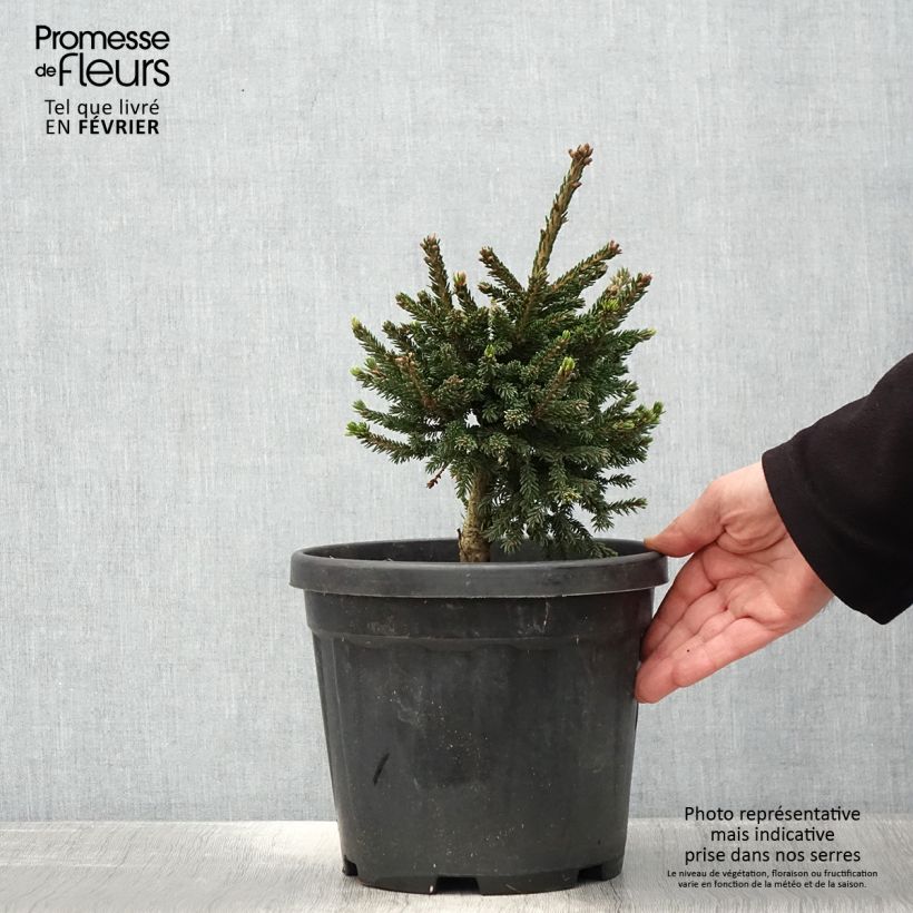 Picea orientalis Barnes - Sapinette d'Orient Pot de 3L/4L sample as delivered in winter