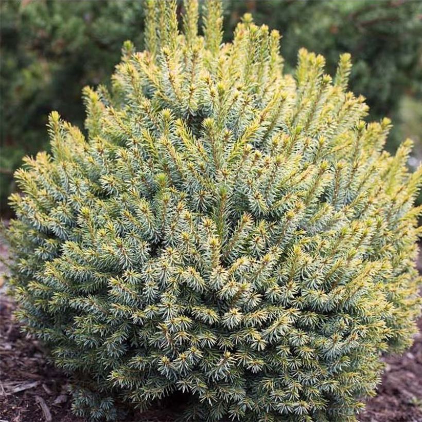 Picea sitchensis Midget - Sitka Spruce (Foliage)